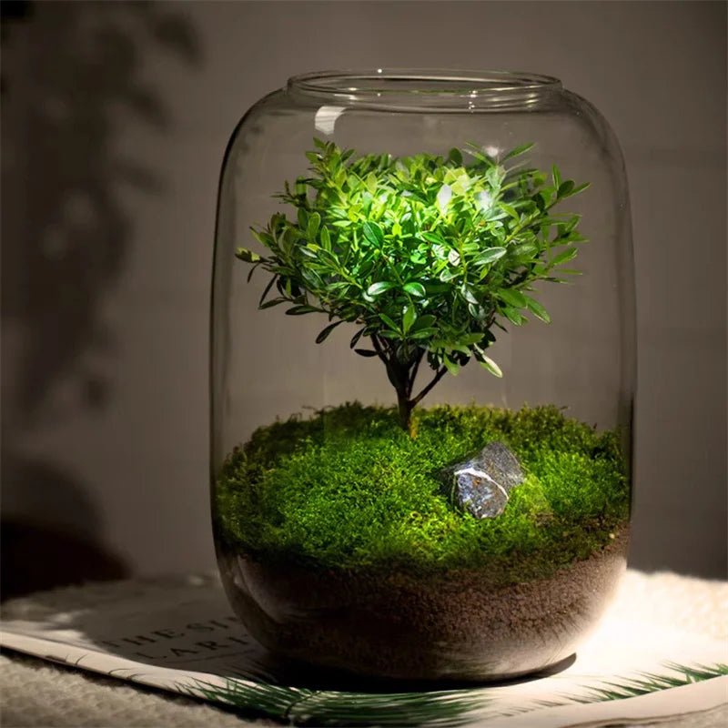 Glazen Terrarium Vaas - Belloro Care