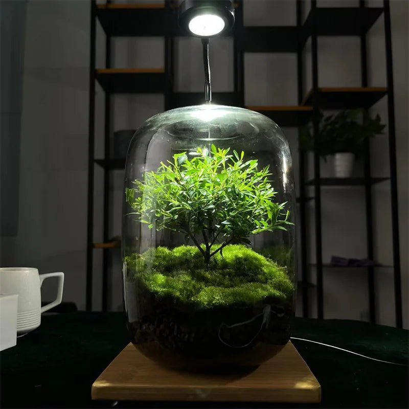 Glazen Terrarium Vaas - Belloro Care