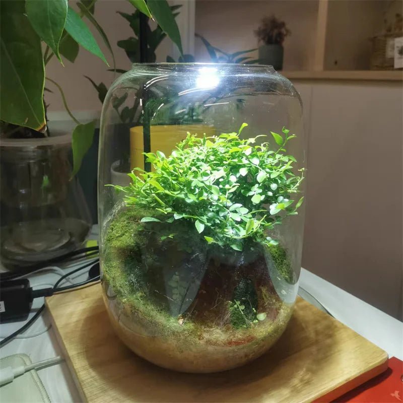Glazen Terrarium Vaas - Belloro Care