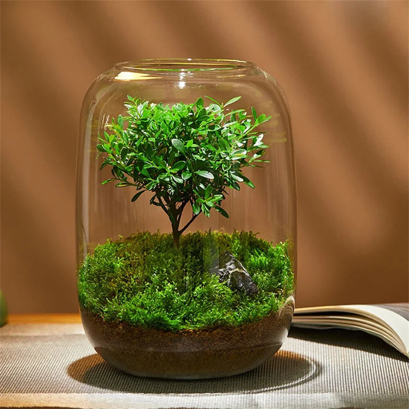 Glazen Terrarium Vaas