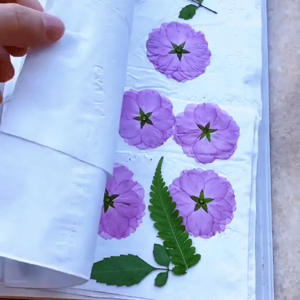 BlossomTabs Transparante Bladwijzers